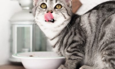 Top 5 des meilleures fontaines à eau pour chat 19
