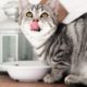 Top 5 des meilleures fontaines à eau pour chat 42