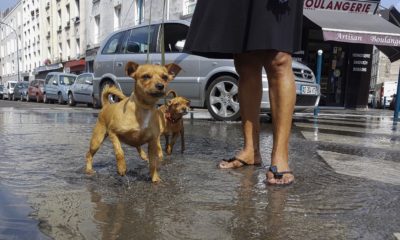 Ce que vous devez savoir pour posséder un chien en France 88