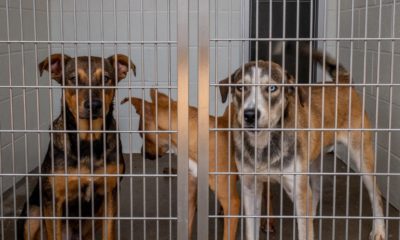La France introduit une nouvelle loi pour réprimer l'"achat impulsif" d'animaux de compagnie 52