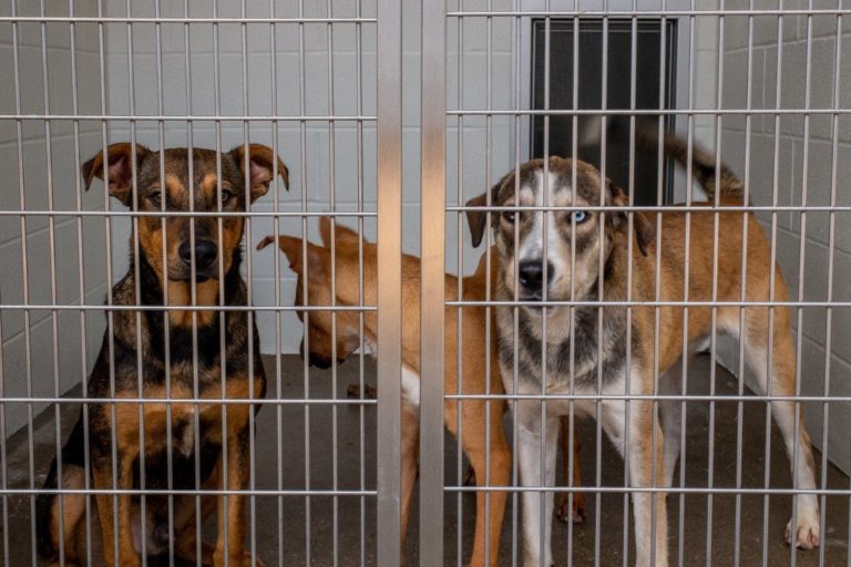 La France introduit une nouvelle loi pour réprimer l'"achat impulsif" d'animaux de compagnie 16