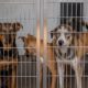 La France introduit une nouvelle loi pour réprimer l'"achat impulsif" d'animaux de compagnie 53