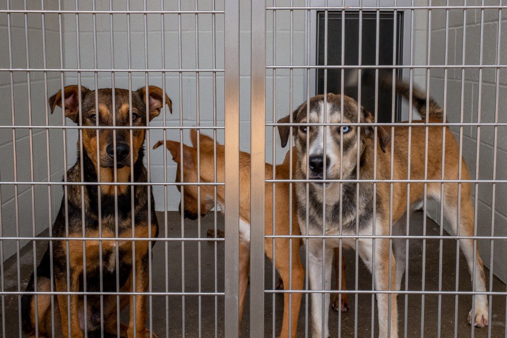 La France introduit une nouvelle loi pour réprimer l'"achat impulsif" d'animaux de compagnie 1