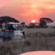7 raisons de partir en safari en Tanzanie en 2022 261