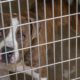 Comment adopter un animal dans un refuge pour animaux en France ? 86