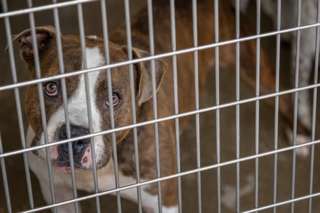 Comment adopter un animal dans un refuge pour animaux en France ? 1