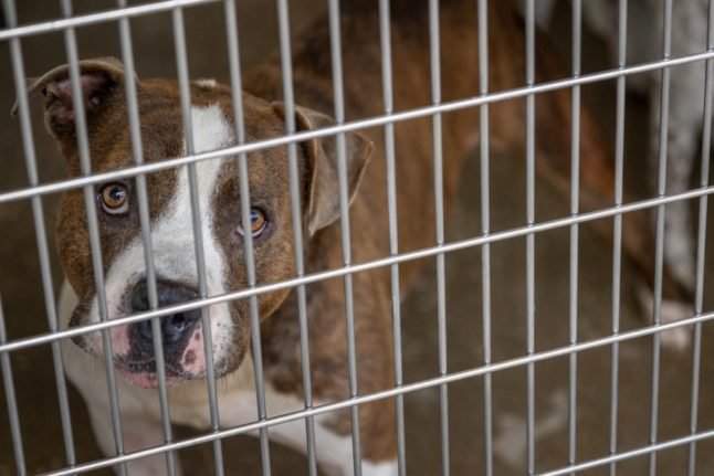 Comment adopter un animal dans un refuge pour animaux en France ?