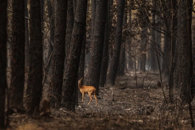 Une biche regarde dans une forêt brûlée suite à un incendie en Sud Gironde,