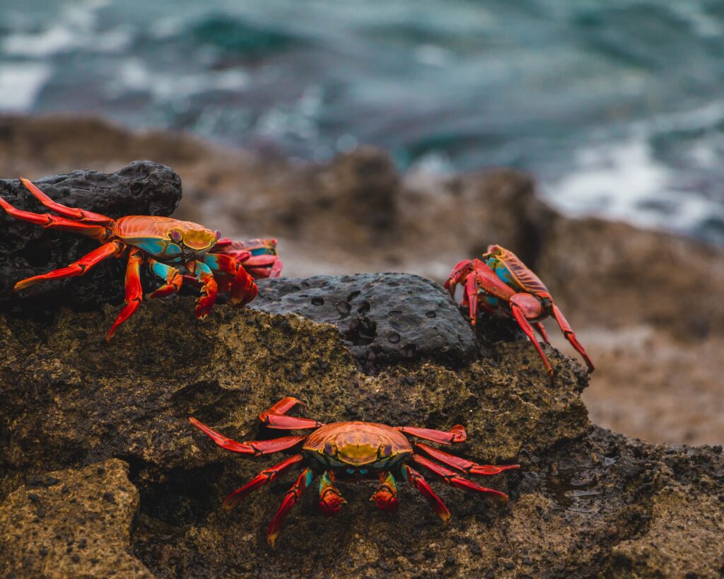5 endroits incroyables pour photographier la vie sauvage dans les îles Galápagos 12