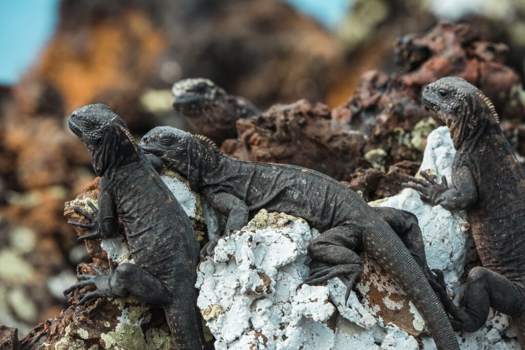 5 endroits incroyables pour photographier la vie sauvage dans les îles Galápagos 10